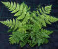Dryopteris intermedia-Fancy Fern Plug £3.25